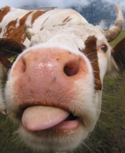 cow_licking