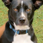 inglath cooper's favorite dog