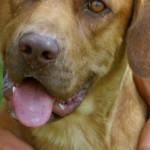 inglath cooper's favorite dog